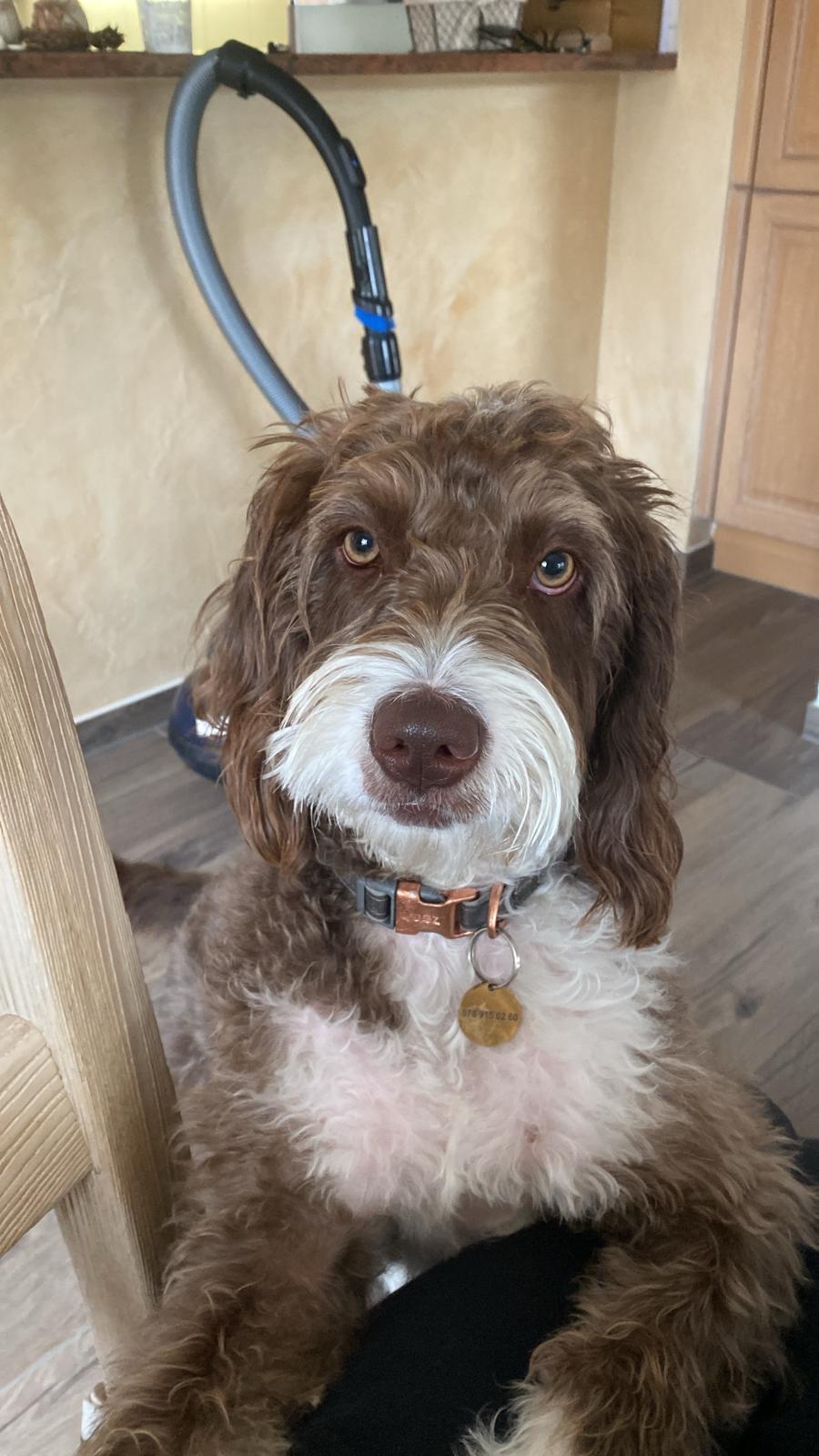 Merlane le labradoodle